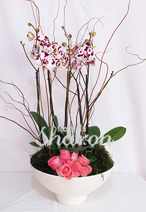 Arreglo Floral de Orquídeas Alpes Suizos – Florería Sharon | Arreglos  Florales | Canasta Frutal | Envío de Flores | Arreglos condolencias |