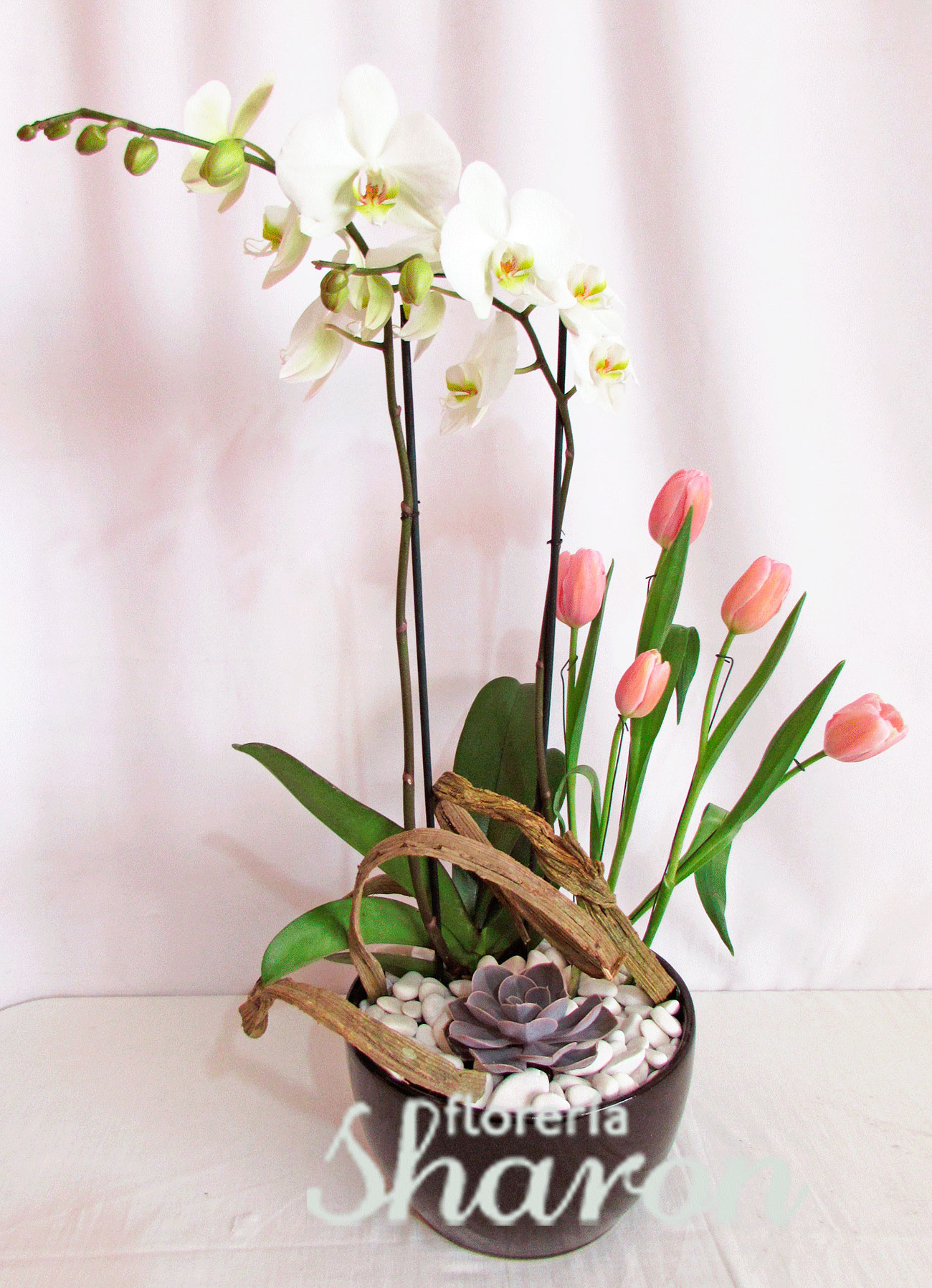 Orquídeas y Tulipanes – Florería Sharon | Arreglos Florales | Canasta  Frutal | Envío de Flores | Arreglos condolencias |